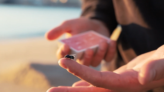 The Fly - Marcos Waldemar